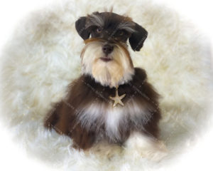 dad dog
