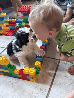 a puppy and a kid