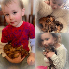 a puppies and a kids