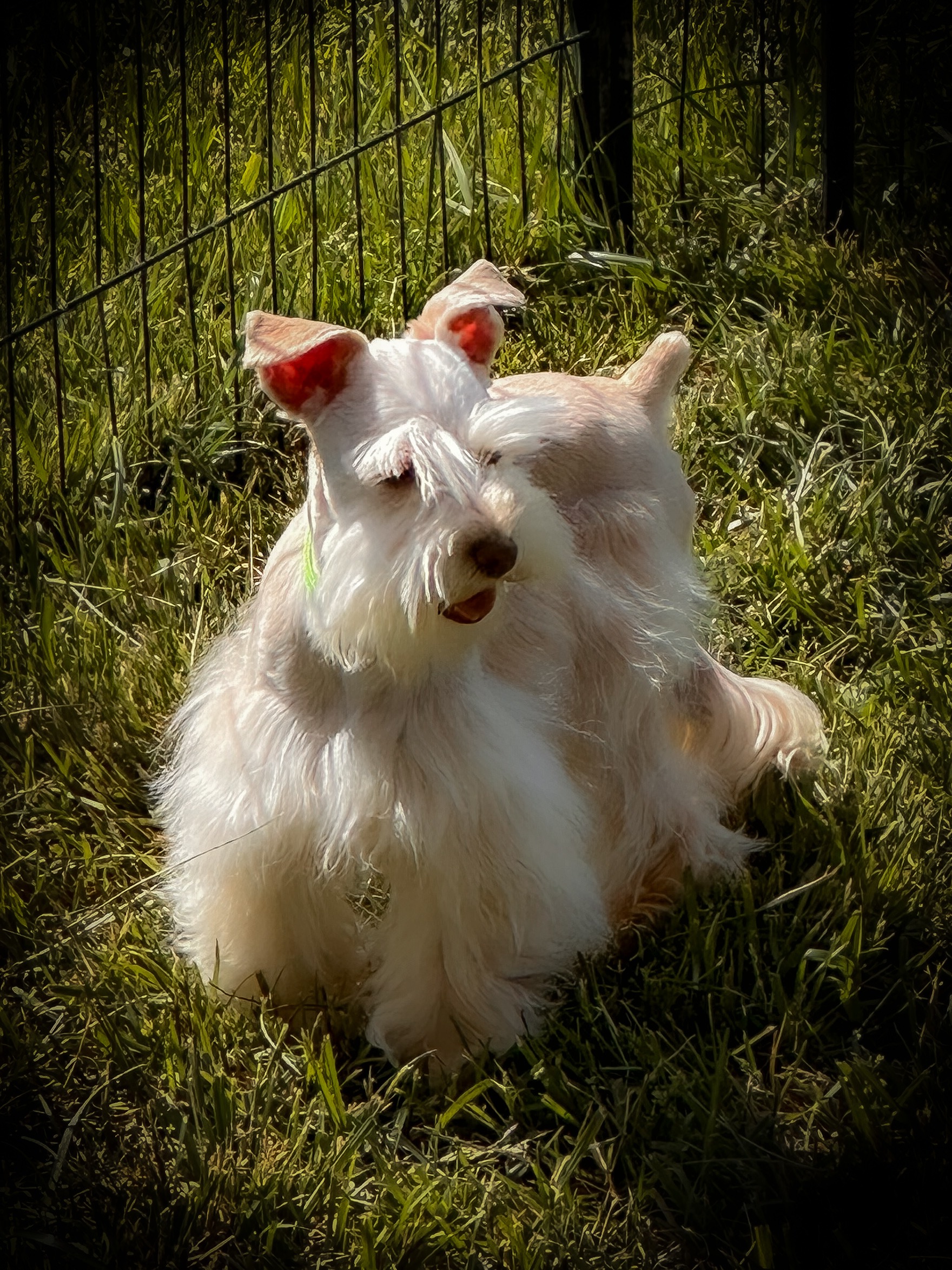 Toy Red Wheaten male AKC Miniature Schnauzer