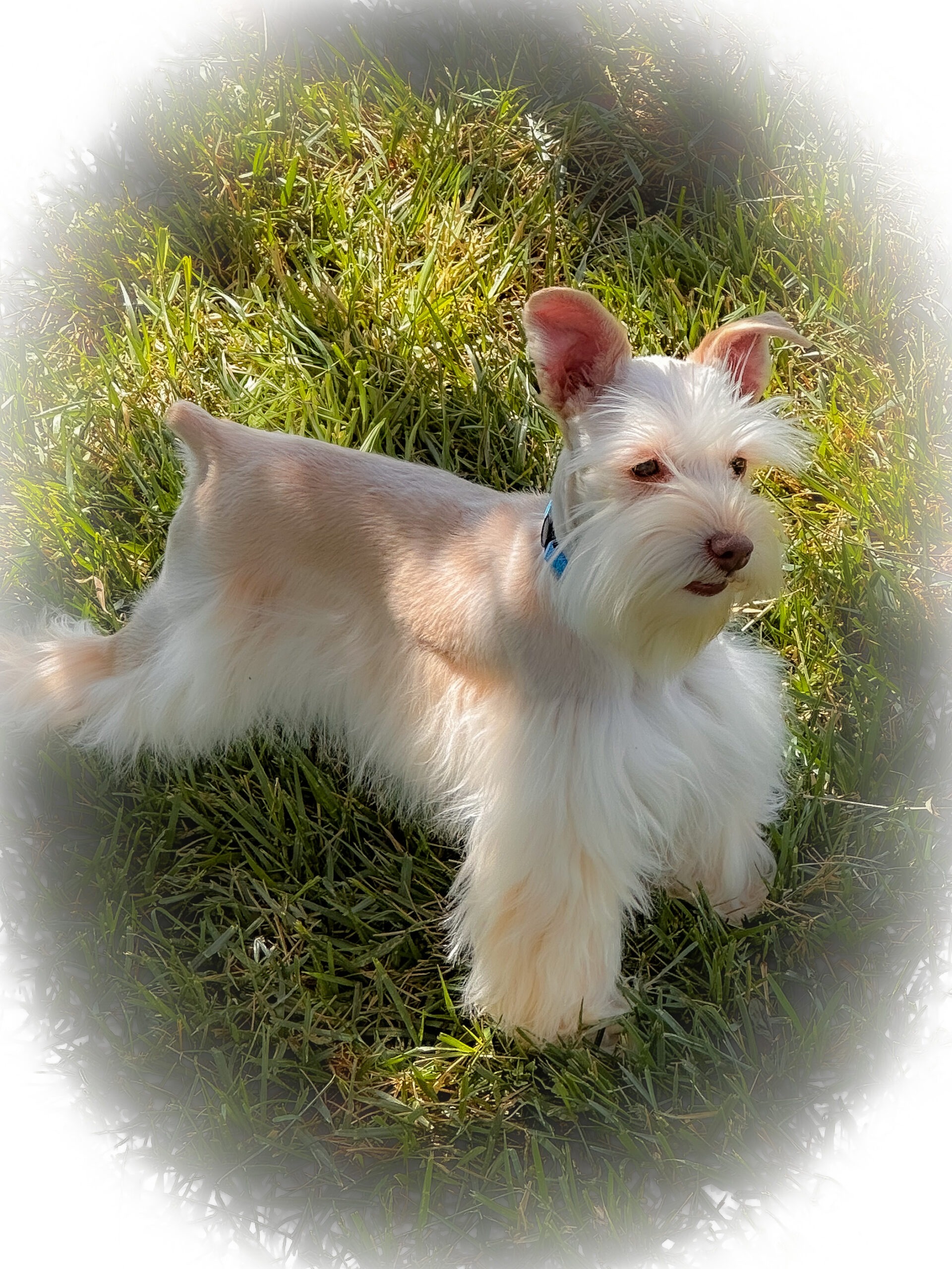 Toy Red Wheaten male AKC Miniature Schnauzer