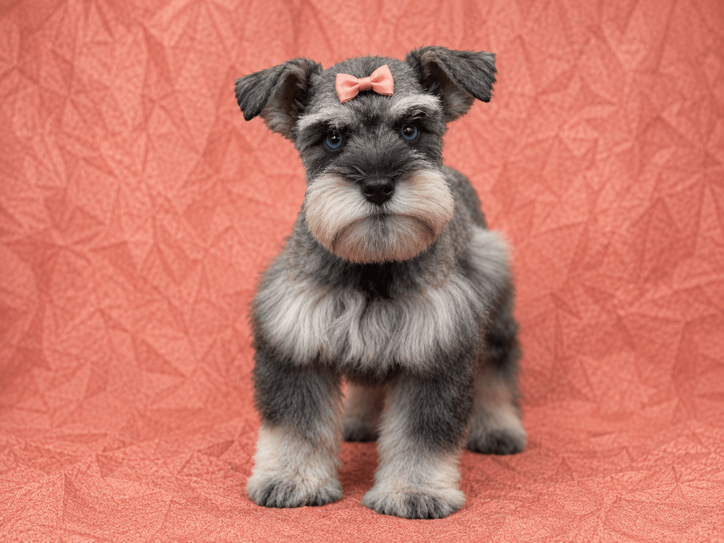 DOUBLE BLUE EYES AKC TOY SCHNAUZER FEMALE SALT AND PEPPER SCHNAUZER