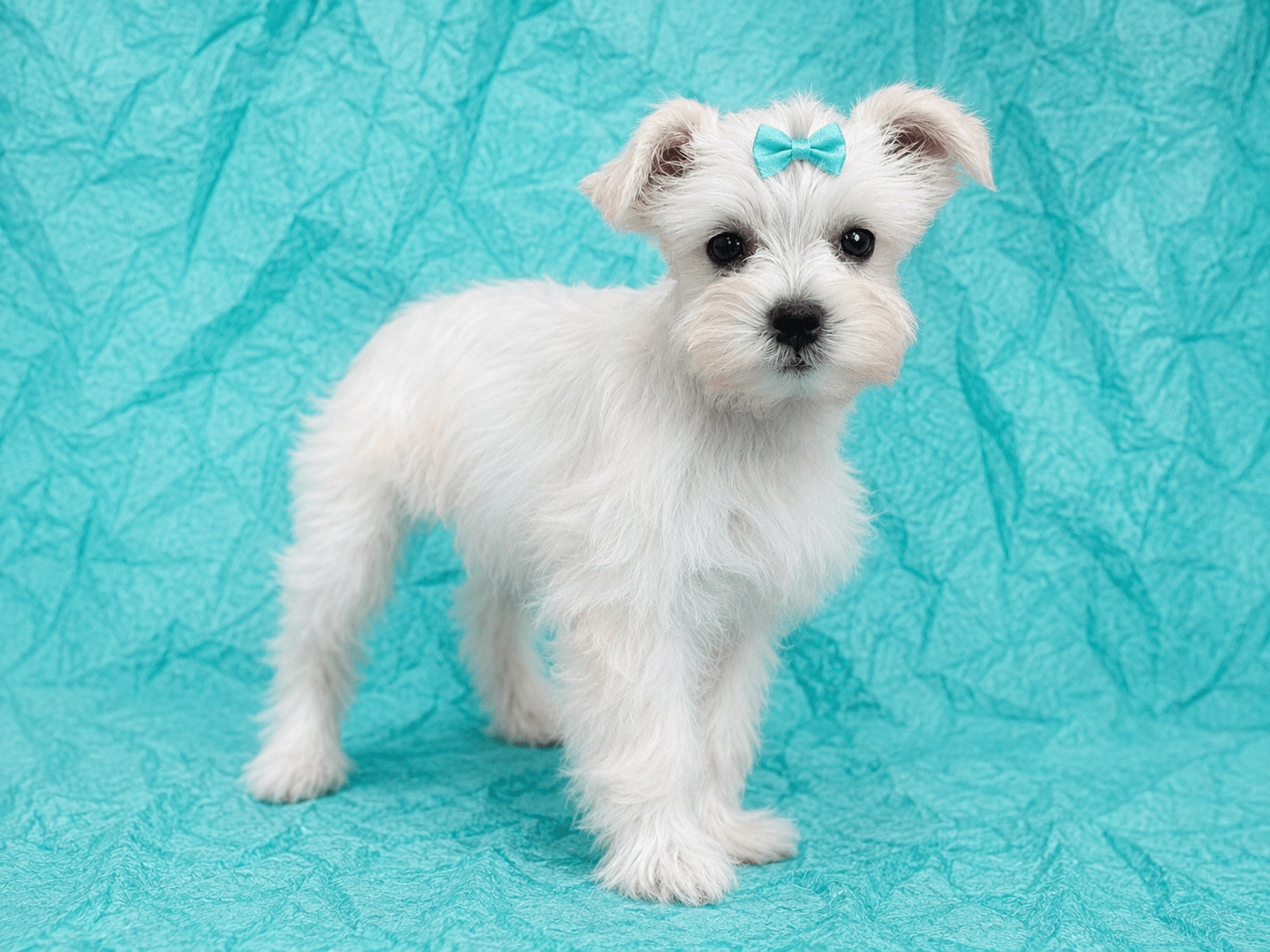 AKC Tiny Toy Wheaten Miniature Schnauzer with Black nose. RoyalSchnauzers female
