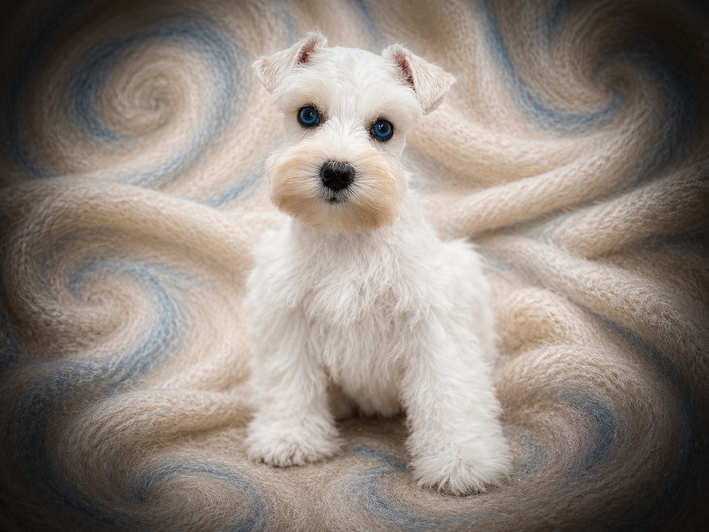 Blue eyed Wheaten AKC Miniature Schnauzer Toy-sized Female RoyalSchnauzers