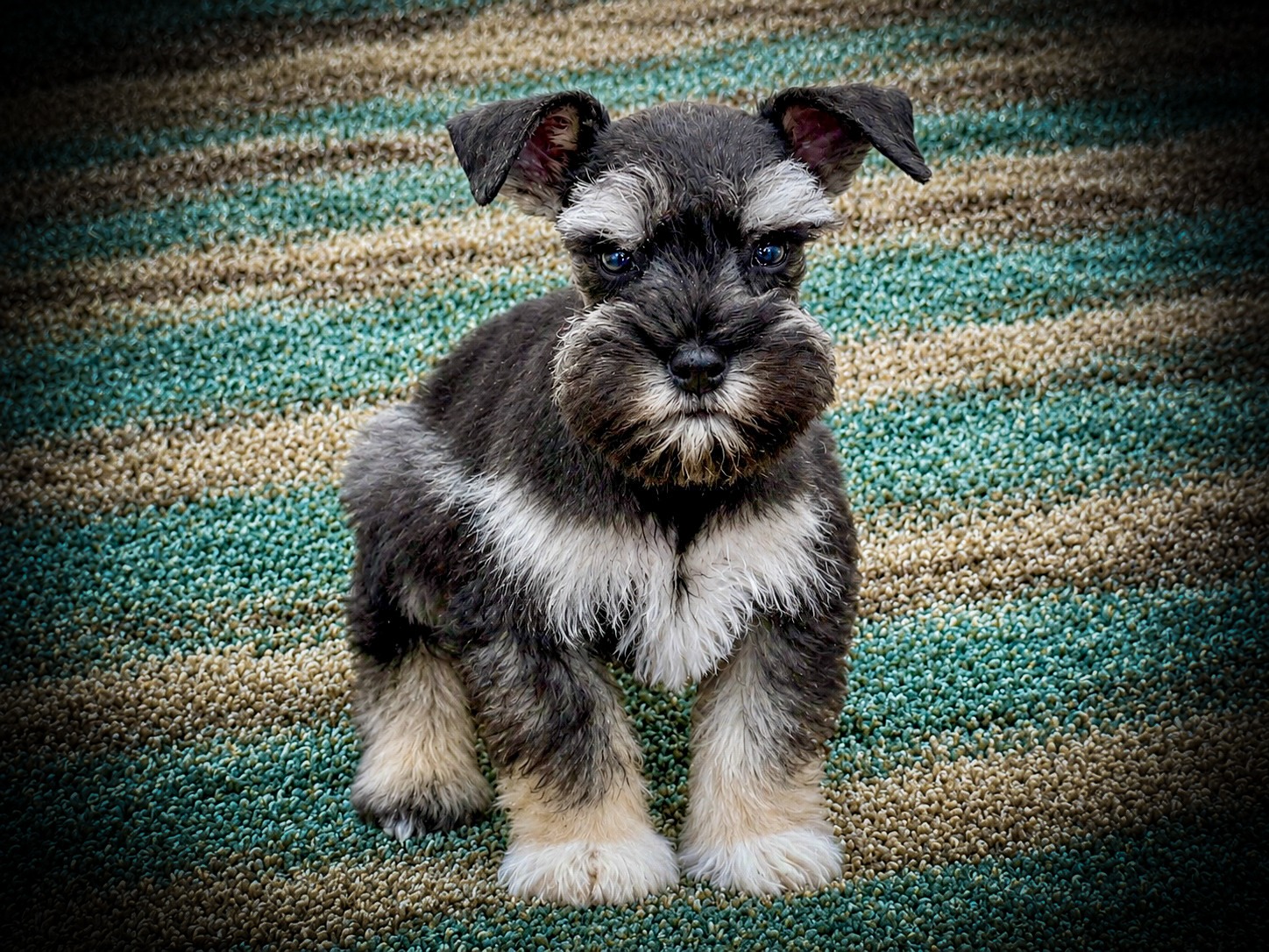 DARK SALT AND PEPPER TEACUP AKC MINIATURE SCHNAUZER MALE MEGACOATED TCUP ROYALSCHNAUZERS