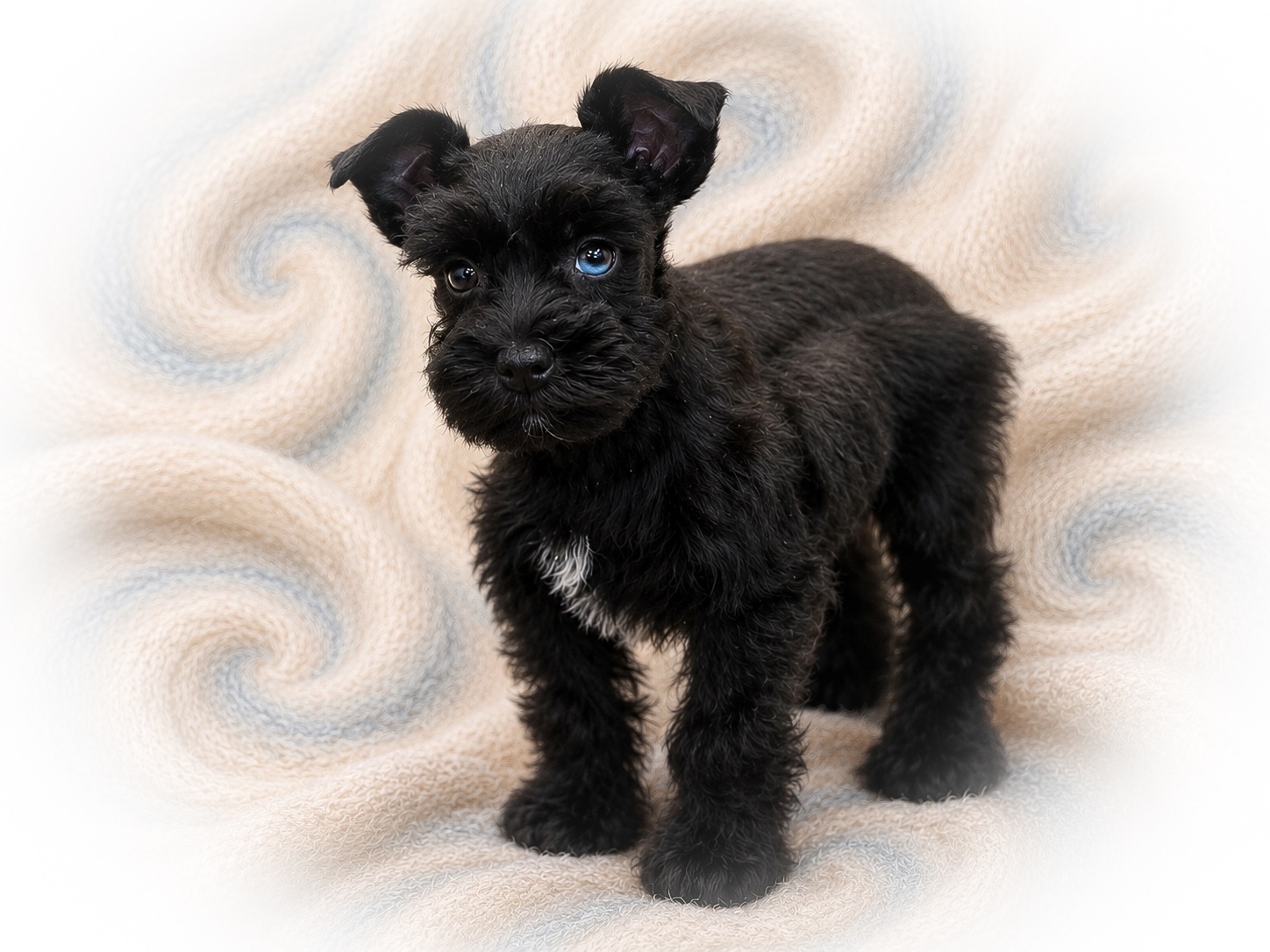 AKC black Toy sized miniature schnauzer with blue eyes royalschnauzers