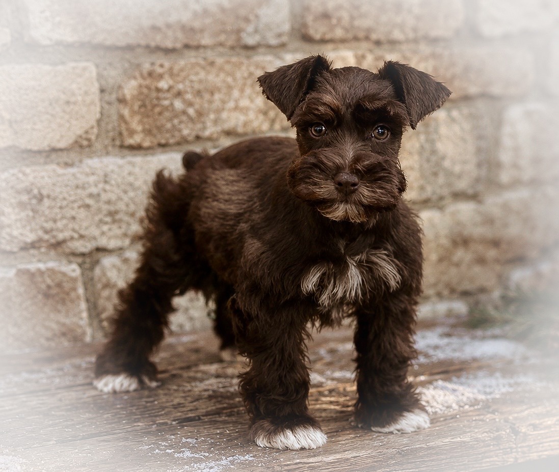 LIVER CHOCOLATE TOY AKC MINIATURE SCHNAUZER MALE MEGACOATED GREEN EYES