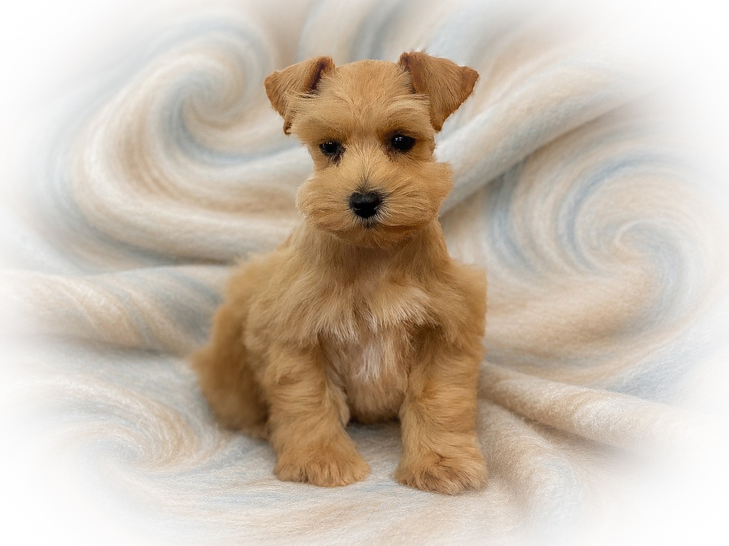 Red Wheaten AKC Miniature Schnauzer Toy-sized Female RoyalSchnauzers