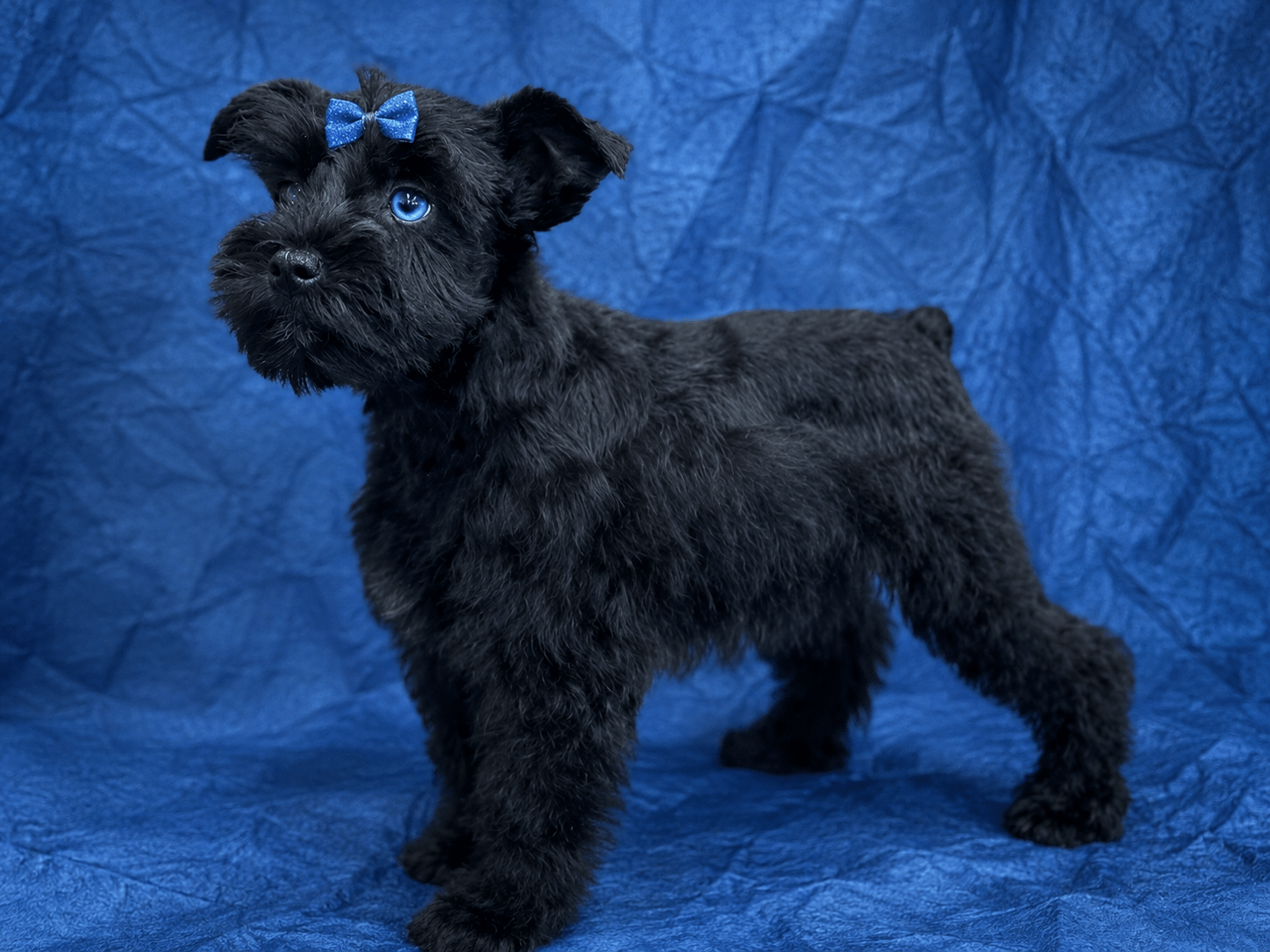 AKC black Toy sized miniature schnauzer with blue eyes royalschnauzers