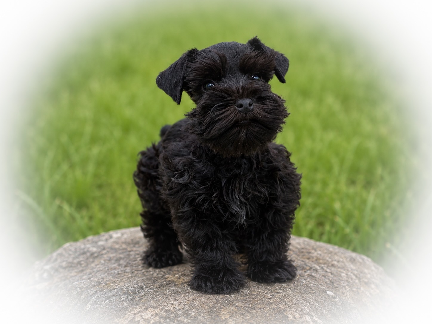 Liver AKC Miniature Schnauzer Tcup -sized Female mega coated RoyalSchnauzers