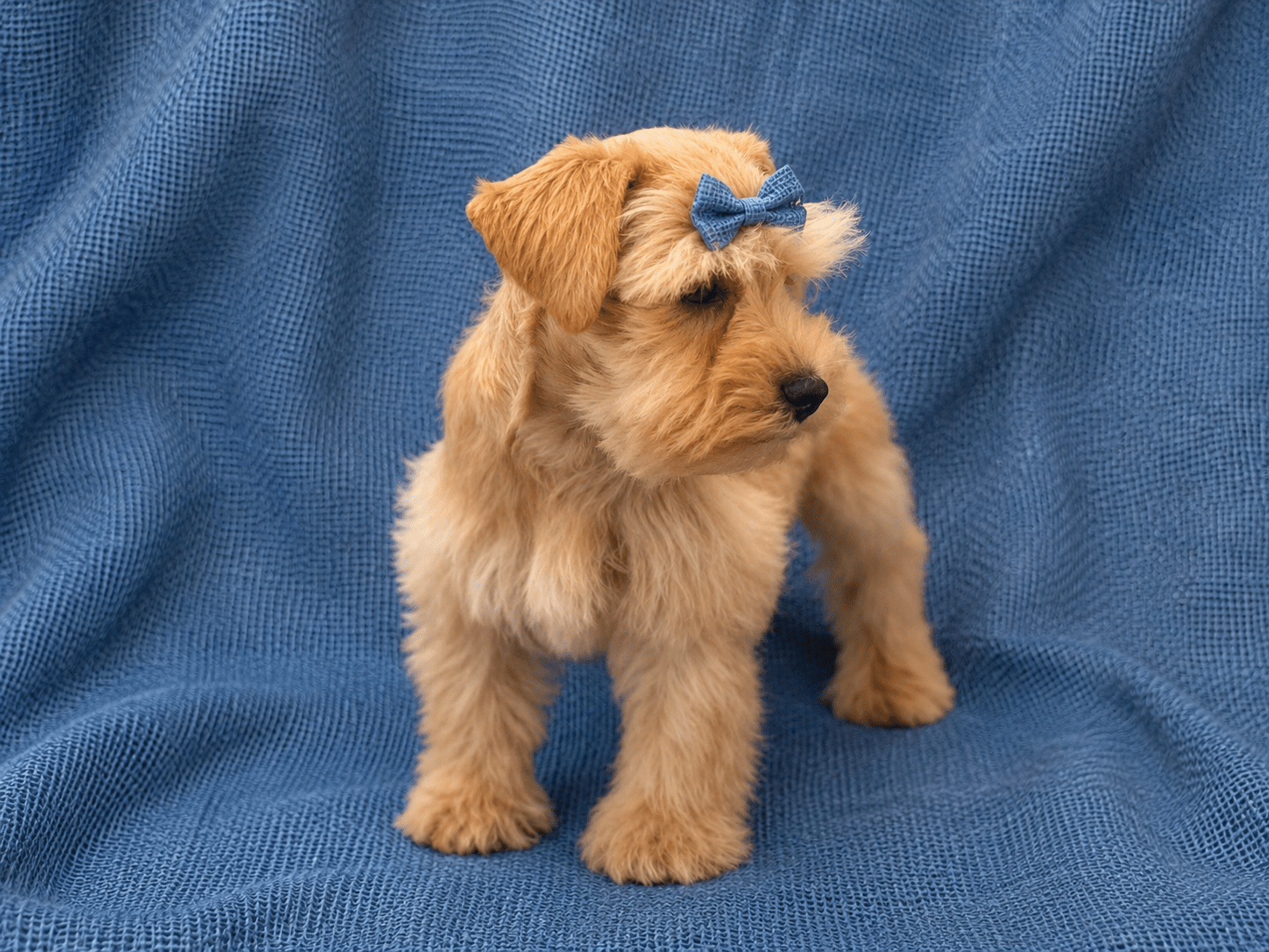 Red Wheaten AKC Miniature Schnauzer Toy-sized Female RoyalSchnauzers