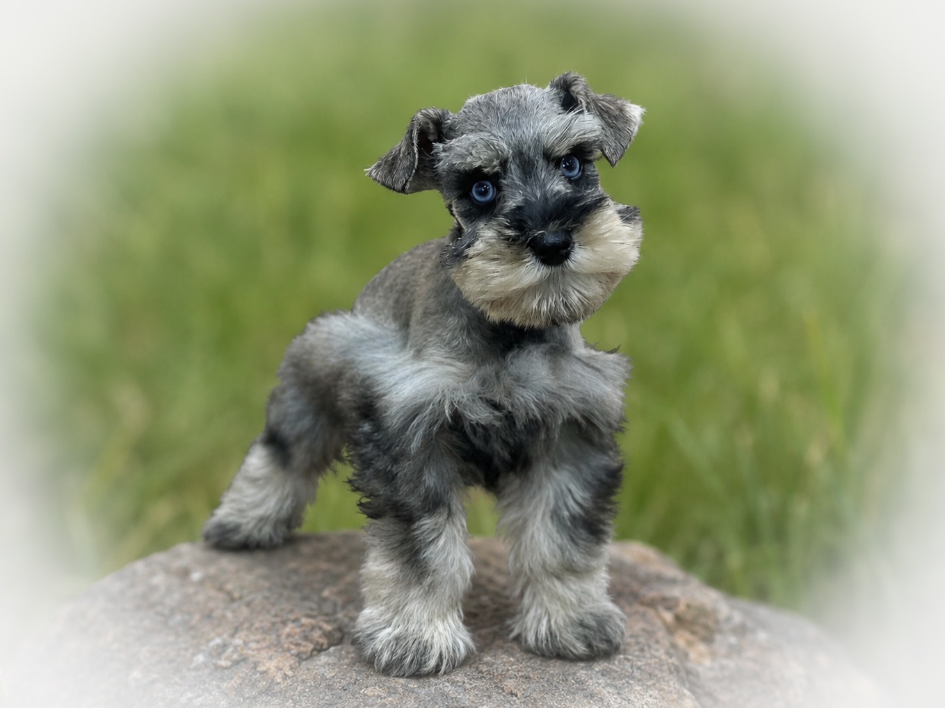 DOUBLE BLUE EYES AKC TOY SCHNAUZER FEMALE SALT AND PEPPER SCHNAUZER