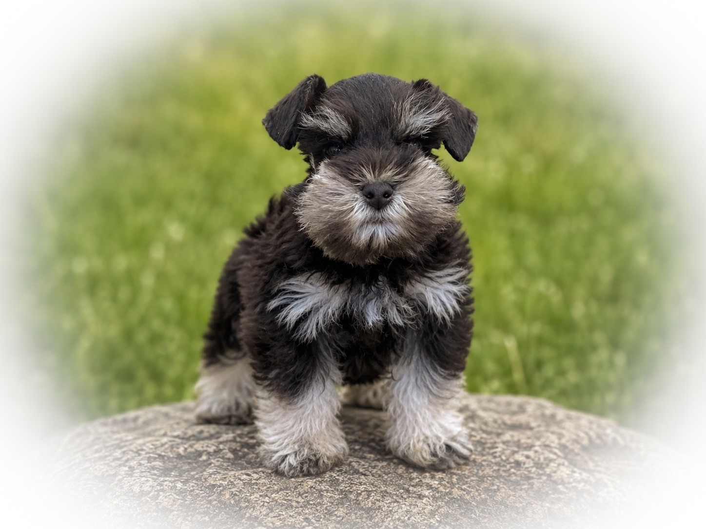 Liver and tan AKC Miniature Schnauzer Tcup -sized Female mega coated RoyalSchnauzers