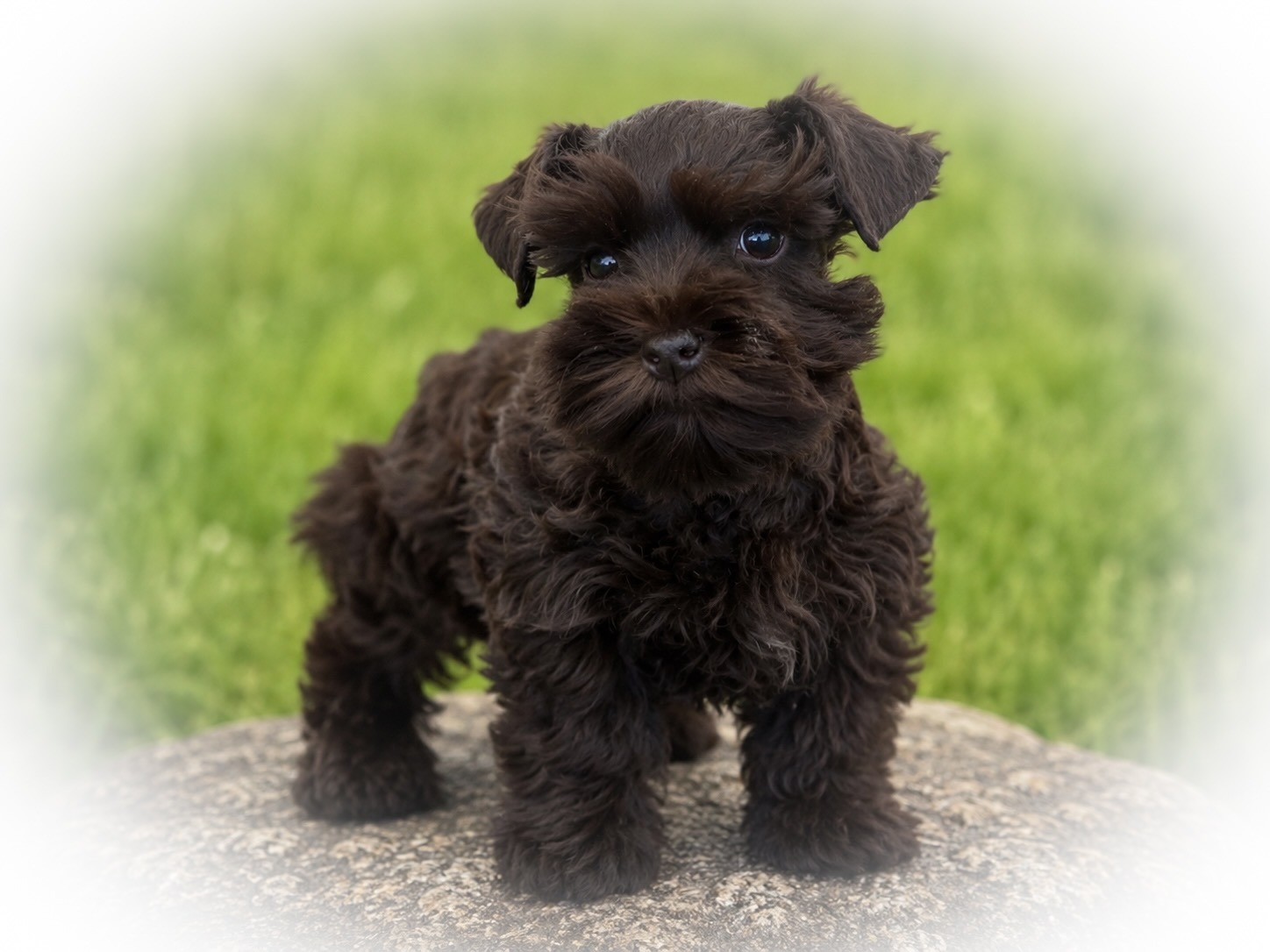 Liver AKC Miniature Schnauzer Tcup -sized Female mega coated RoyalSchnauzers