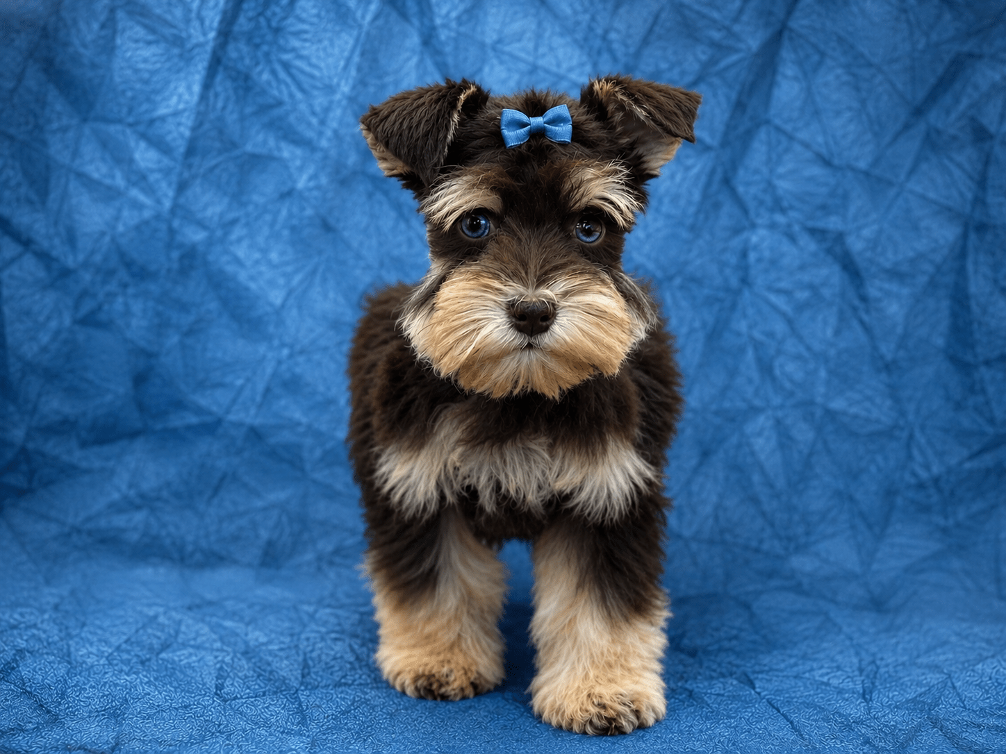 Liver and Rust AKC Miniature Schnauzer Tcup -sized Female mega coated Double Blue Eyes RoyalSchnauzers