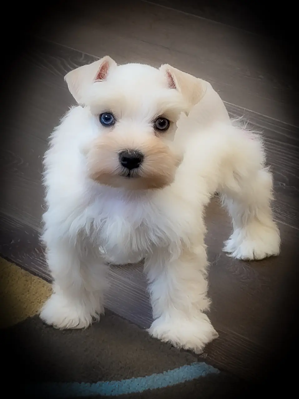 DOUBLE BLUE EYE FEMALE AKC TOY SCHNAUZER MINIATURE SCHNAUZER ROYAL SCHNAUZERS