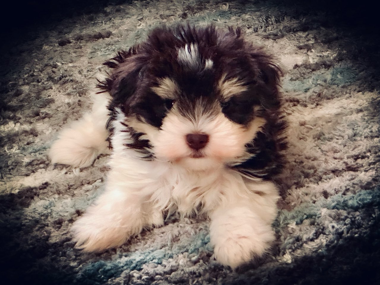 LIVER AND TAN PARTI MALE TOY SIZED MINIATURE SCHNAUZER ROYALSCHNAUZERS MEGACOATED