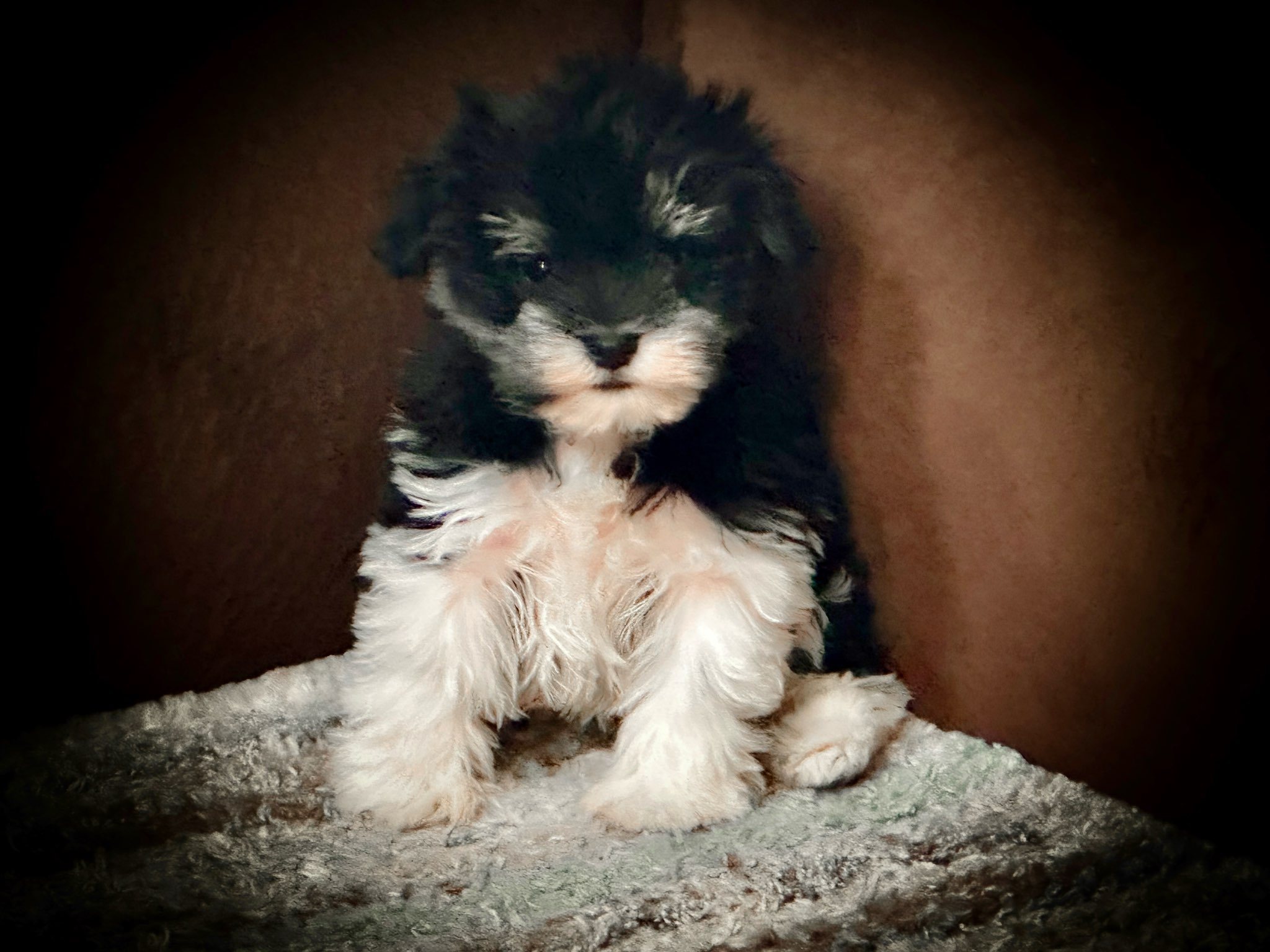 BLACK AND SILVER PARTI FEMALE TOY SIZED MINIATURE SCHNAUZER ROYALSCHNAUZERS MEGACOATED